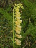 Digitalis grandiflora